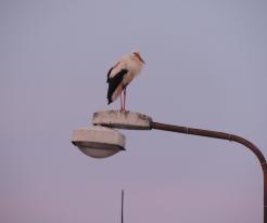 Čáp bílý / White Stork, Holýšov, May 9th 2020