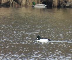 Hohol severní / Goldeneye, Horšov, game reserve, Feb 28th 2021