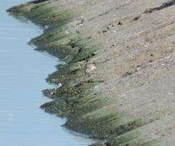 Jespák rezavý / Knot, Nechranice dam, Sep 9th 2020