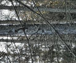 Kulíšek nejmenší / Pygmy Owl, forest near Honezovice, Dec 31st 2020