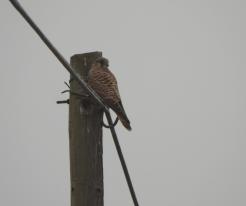 Poštolka obecná / Eurasian Kestrel, Nov 28th 2020, Buková, © Ivet H.