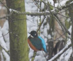 Ledňáček říční / Kingfisher, Stod, 9th Jan 2021