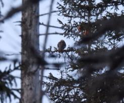 Slepice tetřeva hlušce / Capercaillie female, Kvilda, Apr 23rd 2021