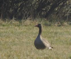 Husa velká / Greylag Goose, Mantov, Apr 5th 2020