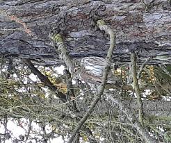 Kulíšek nejmenší / Pygmy Owl, forest near Honezovice, Dec 31st 2020