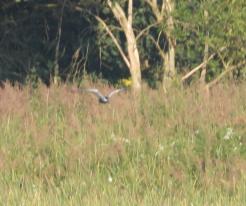 Rybák bahenní / Whiskered Tern, July 24th 2021, pond Drnovka, Buková