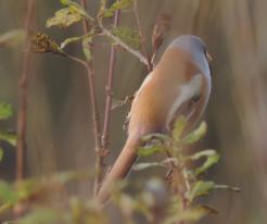 Sýkořice vousatá / Bearded Reedling, Tisová, Borský pond, Nov 18th 2020