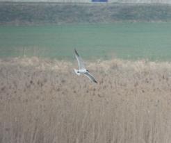 Rybák velkozobý / Caspian Tern, Líně, Apr 17th 2021, © Ivet Havlíčková
