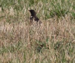 Kos horský / Ring Ouzel, Prostiboř, Tachov district, Apr 3rd 2021