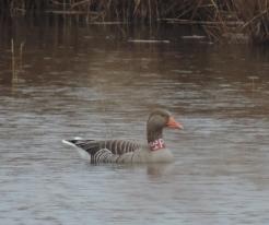 Husa velká / Grey-legged Goose, Zbůch, Mar 21st 2020