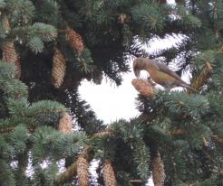 Křivka obecná / Crossbill, male, Holýšov, Oct 30th 2020