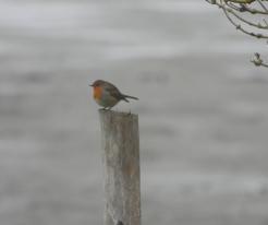 Červenka obecná / Robin, Jivjanský rybník pond, Nov 28th 2020, © Ivet H.