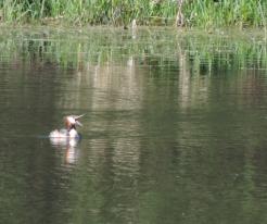 Potápka roháč / Great Crested Grebe, Lochousice, Apr 26th 2020