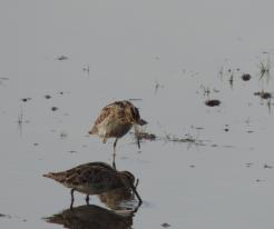 Bekasiny otavní / Common Snipes, Křakov, Apr 18th 2020