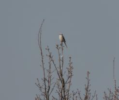 Ťuhýk šedý, Jivjany, o. DO / Great Grey Shrike, Jivjany, Domažlice District