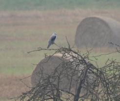 Luněc šedý / Black-shouldered Hawk, Chotěšov, Pilsen south district, 12th September 2021