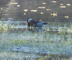 Samec kachničky mandarinské / Mandarin Duck male, May 8th 2021, Mantov