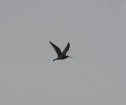 Koliha velká / Curlew, Přehýšov, Aug 30th 2020