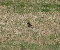 Kos horský / Ring Ouzel, Prostiboř, Tachov district, Apr 3rd 2021