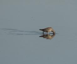 Vodouš tmavý / Spotted Redshank, Lenešice pond, Sep 9th 2020