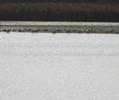 Labutě zpěvné, Jemnice, o. TC, Plzeňský kraj, 24. 2. 2026 / Whooper swans, Jemnice, distr. Tachov © L. Schröpfer