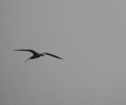 Koliha velká / Curlew, Přehýšov, Aug 30th 2020