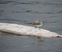 Racek černohlavý / Mediteranean Gull, Jesenická přehrada dam, Jul 15th 2020