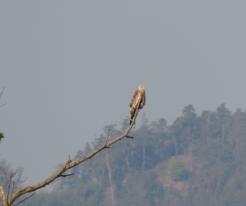Luňák červený / Red Kite, Buková, May 16th 2020