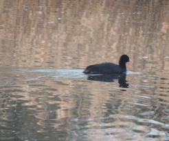 Lyska černá / Coot, Mantov, Apr 5th 2020