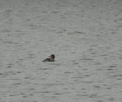 Morčák prostřední samice / Red-breasted Merganser female, Přehýšov, Apr 17th 2021, © Ivet Havlíčková