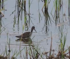 Vodouš tmavý / Spotted Redshank, Líně, Nový rybník, Aug 30th 2020