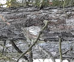 Kulíšek nejmenší / Pygmy Owl, forest near Honezovice, Dec 31st 2020