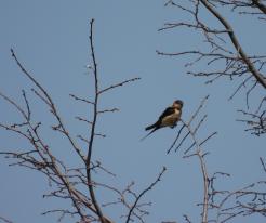 Vlaštovka skalní / Red-rumped Swallow, Apr 27th 2021, Plzeň, přehrada České údolí 