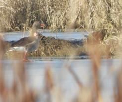 Husa velká / Greylag Goose, Přehýšov, Feb 20th 2021, © Ivet Havlíčková