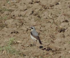 Bělořit šedý / Wheatear, Zbůch, Apr 26th 2020