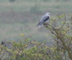 Luněc šedý / Black-shouldered Hawk, Chotěšov, Pilsen south district, 11th September 2021