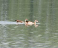 Husice nilská / Egyptian Goose, Ves Touškov, Touškovský rybník (pond), 12. 7. 2020