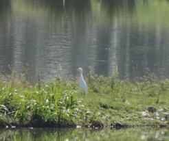 Volavka rusohlavá  / Cattle egret, Čejkovice, Aug 15th 2017