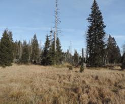 Modrava, Šumava / Bohemian Forest
