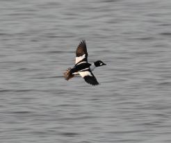 Hohol severní, samec / Goldeneye, male, Hamuliakovo, Dec 28th 2022 © P. Růžek
