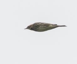 Linduška rudokrká / Red-throated Pipit, Kojetín, Sep 24th 2020 © J. Grünwald