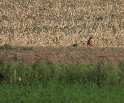 Káně bělochvostá / Long-legged Buzzard, Šlapanice, Kladno district, Aug 4th 2022 © L. Schröpfer