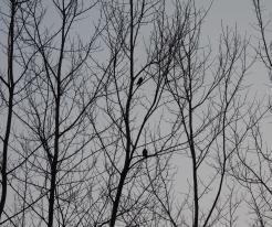 Kulíšek nejmenší / Pygmy Owl, Holýšov, Mar 4th 2021
