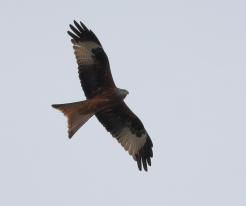 Luňák červený / Red Kite, Šamorín, Dec 28th 2022 © P. Růžek