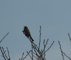 Strnad luční / Corn Bunting, Racov Polní rybník, Apr 18th 2020