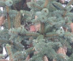 Křivka obecná / Crossbill, male, Holýšov, Oct 30th 2020