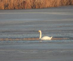 Labuť velká / Mute Swan, Líně, Feb 20th 2021, © Ivet Havlíčková