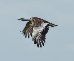 Drop velký Great Bustard, 02 Sep 2023, Čistá, Rakovník distr., © P. Steinbach