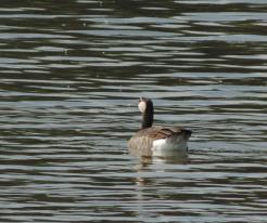 Hybrid husa velká x berneška velká / Hybrid Greylag Goose x Canada Goose, Drachensee, Sep 4th 2020