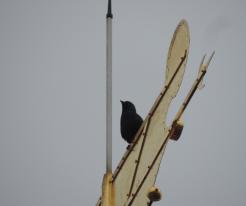 Kavka obecná / Jackdaw, Holýšov, Nov 1st 2020